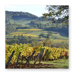 Lons-Bresse-Vignoble-Revermont